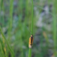 Philobota undescribed species near arabella at Higgins, ACT - 10 Oct 2022