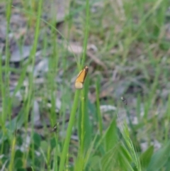 Philobota undescribed species near arabella at Higgins, ACT - 10 Oct 2022 07:01 PM