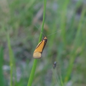 Philobota undescribed species near arabella at Higgins, ACT - 10 Oct 2022