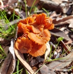 Laccaria sp. (Laccaria) at Higgins Woodland - 18 Sep 2022 by Panterranist