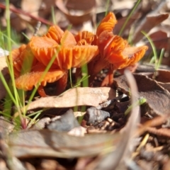 Laccaria sp. at Higgins, ACT - 18 Sep 2022