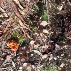 Laccaria sp. at Higgins, ACT - 18 Sep 2022