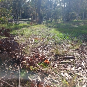 Laccaria sp. at Higgins, ACT - 18 Sep 2022