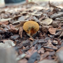 Descolea sp. at Higgins Woodland - 7 Sep 2022 by Panterranist