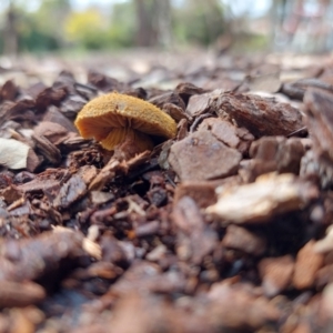 Descolea sp. at Higgins, ACT - 7 Sep 2022