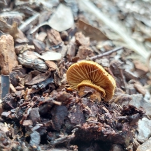 Descolea sp. at Higgins, ACT - 7 Sep 2022