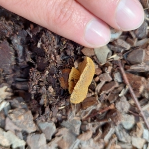 Descolea sp. at Higgins, ACT - 7 Sep 2022