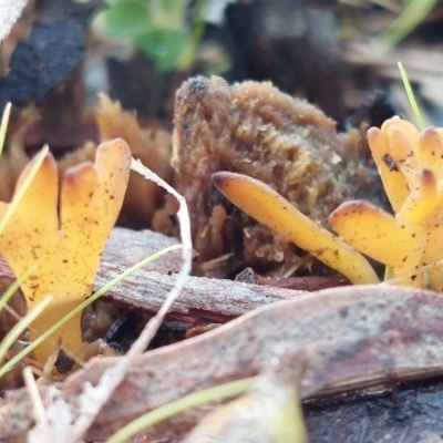 Unverified Fungus at Higgins, ACT - 9 Jul 2023 by Panterranist