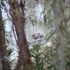 Stictonetta naevosa (Freckled Duck) at Rutherglen, VIC - 9 Jul 2023 by Darcy