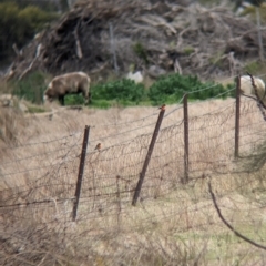 Petroica phoenicea at Corowa, NSW - 9 Jul 2023