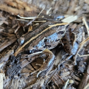 Limnodynastes peronii at Braidwood, NSW - 9 Jul 2023 01:17 PM