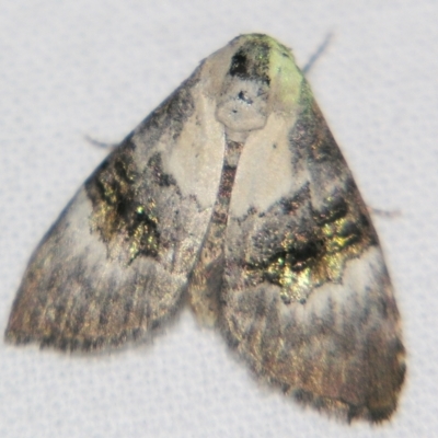 Acatapaustus leucospila (Acatapaustus leucospila) at Sheldon, QLD - 21 Mar 2007 by PJH123