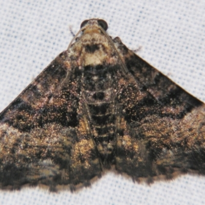 Aporoctena scierodes (Buff-tinted Geometrid) at Sheldon, QLD - 21 Mar 2007 by PJH123