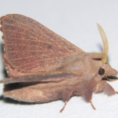 Pararguda crenulata (Lappett moth or Snout moth) at Sheldon, QLD - 21 Mar 2007 by PJH123