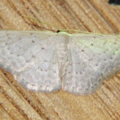 Idaea philocosma (Flecked Wave) at Sheldon, QLD - 21 Mar 2007 by PJH123