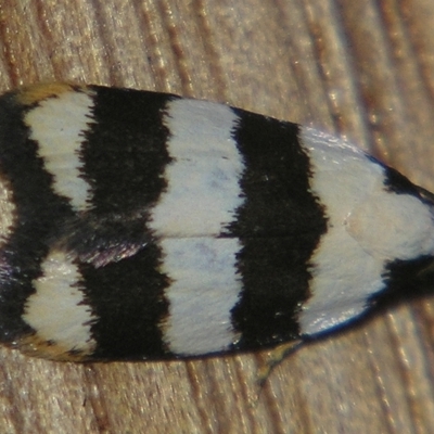Zonopetala divisella (A Concealer moth) at Sheldon, QLD - 21 Mar 2007 by PJH123