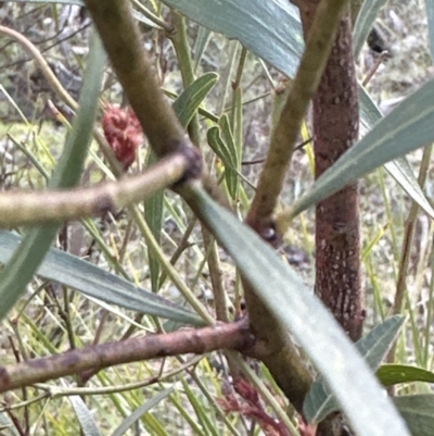 Daviesia mimosoides subsp. mimosoides at Aranda, ACT - 9 Jul 2023 by lbradley