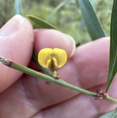 Daviesia mimosoides subsp. mimosoides at Aranda, ACT - 9 Jul 2023 03:41 PM