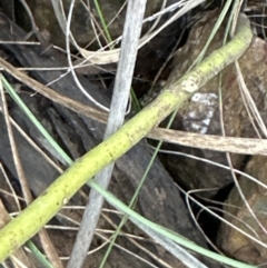 Acacia baileyana at Aranda, ACT - 9 Jul 2023