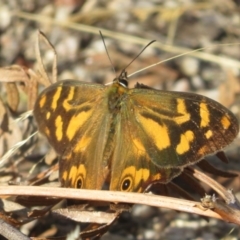 Heteronympha banksii (Banks' Brown) at Paddys River, ACT - 7 Mar 2023 by Christine