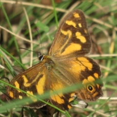 Heteronympha banksii at Paddys River, ACT - suppressed