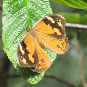 Heteronympha merope at Paddys River, ACT - 8 Mar 2023