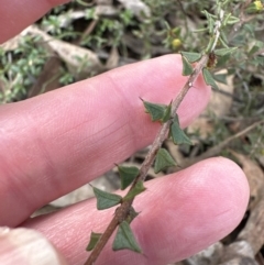 Acacia gunnii (Ploughshare Wattle) at Aranda, ACT - 9 Jul 2023 by lbradley