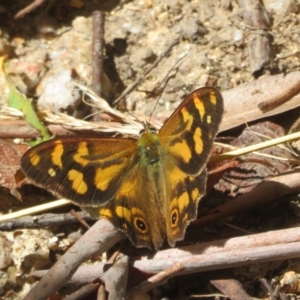 Heteronympha banksii at Paddys River, ACT - suppressed