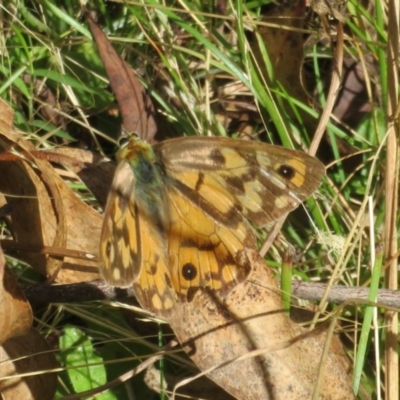 Heteronympha penelope (Shouldered Brown) at Paddys River, ACT - 8 Mar 2023 by Christine