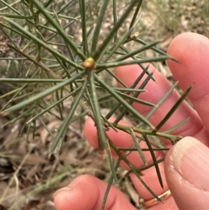 Acacia genistifolia at Aranda, ACT - 9 Jul 2023 04:45 PM