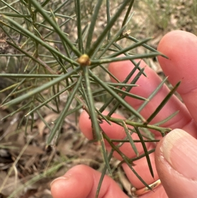 Acacia genistifolia (Early Wattle) at Aranda, ACT - 9 Jul 2023 by lbradley