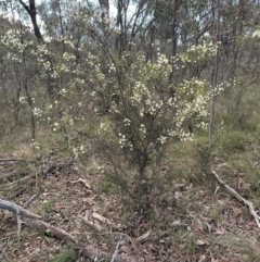 Acacia genistifolia at Molonglo Valley, ACT - 9 Jul 2023