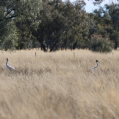 Grus rubicunda (Brolga) at Bourke, NSW - 7 Jul 2023 by Liam.m