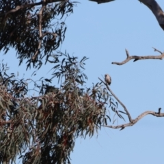 Artamus cinereus (Black-faced Woodswallow) at Bourke, NSW - 7 Jul 2023 by Liam.m