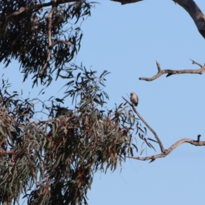 Artamus cinereus (Black-faced Woodswallow) at Bourke, NSW - 7 Jul 2023 by Liam.m