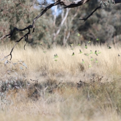 Melopsittacus undulatus (Budgerigar) at Bourke, NSW - 7 Jul 2023 by Liam.m