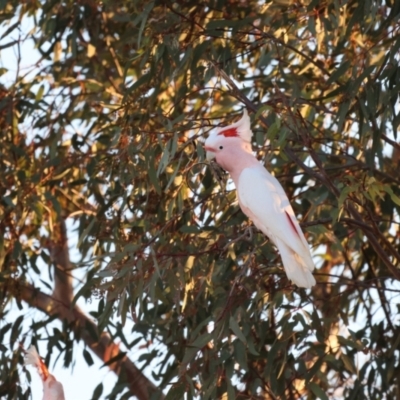Lophochroa leadbeateri (Pink Cockatoo) at Bourke, NSW - 7 Jul 2023 by Liam.m