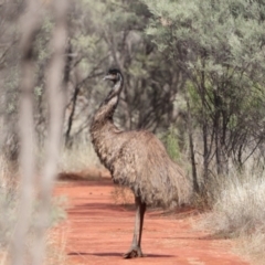 Dromaius novaehollandiae (Emu) at Gunderbooka, NSW - 8 Jul 2023 by Liam.m