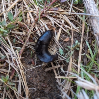 Milax gagates (Black-keeled Slug) at Bullen Range - 9 Jul 2023 by HelenCross