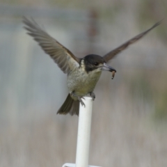 Cracticus torquatus (Grey Butcherbird) at Whitlam, ACT - 9 Jul 2023 by Steve_Bok