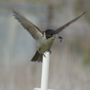 Cracticus torquatus at Whitlam, ACT - 9 Jul 2023