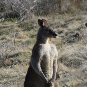 Macropus giganteus at Molonglo Valley, ACT - 9 Jul 2023