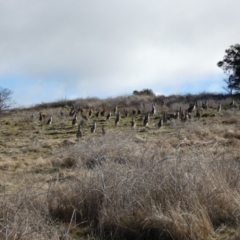 Macropus giganteus at Molonglo Valley, ACT - 9 Jul 2023