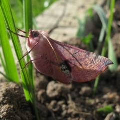 Oenochroma vinaria (Pink-bellied Moth, Hakea Wine Moth) at Duffy, ACT - 17 Nov 2012 by RobG1