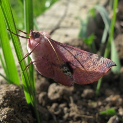 Oenochroma vinaria (Pink-bellied Moth, Hakea Wine Moth) at Duffy, ACT - 17 Nov 2012 by RobG1