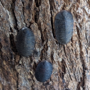 Laxta sp. (genus) at Kambah, ACT - 9 Jul 2023