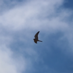 Falco cenchroides (Nankeen Kestrel) at Mulligans Flat - 9 Jul 2023 by patrick25