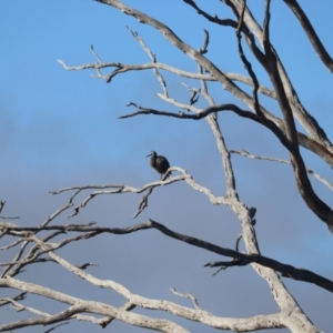 Egretta novaehollandiae at Throsby, ACT - 9 Jul 2023