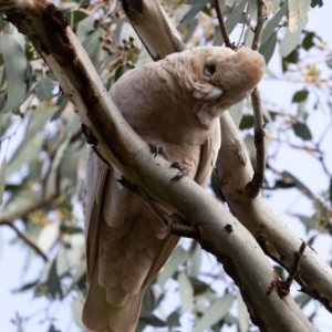 Cacatua sanguinea at Hawker, ACT - 9 Jul 2023 12:20 PM