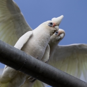 Cacatua sanguinea at Hawker, ACT - 9 Jul 2023